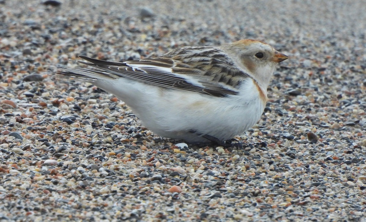Snow Bunting - Pegg & Mark Campbell