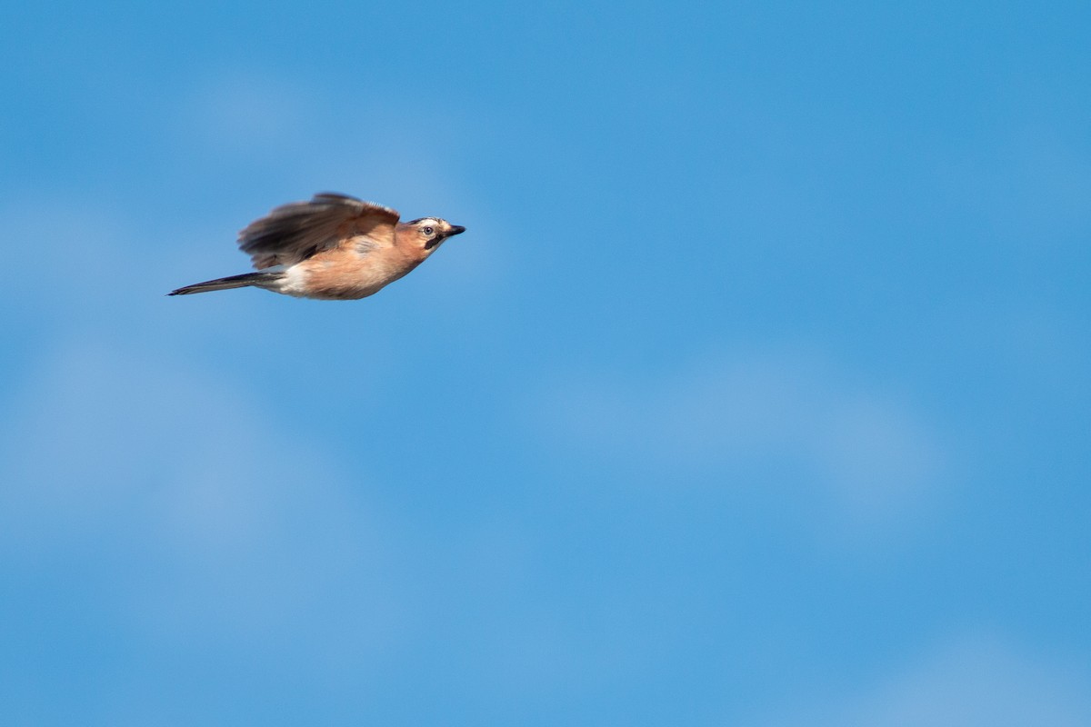 Eurasian Jay - Jakub Macháň