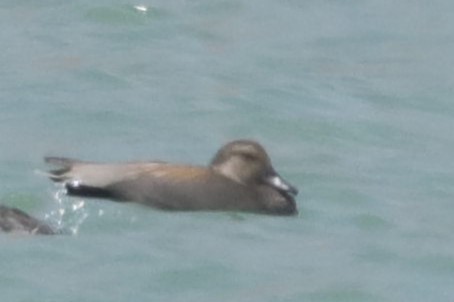 Gadwall - ML618092458