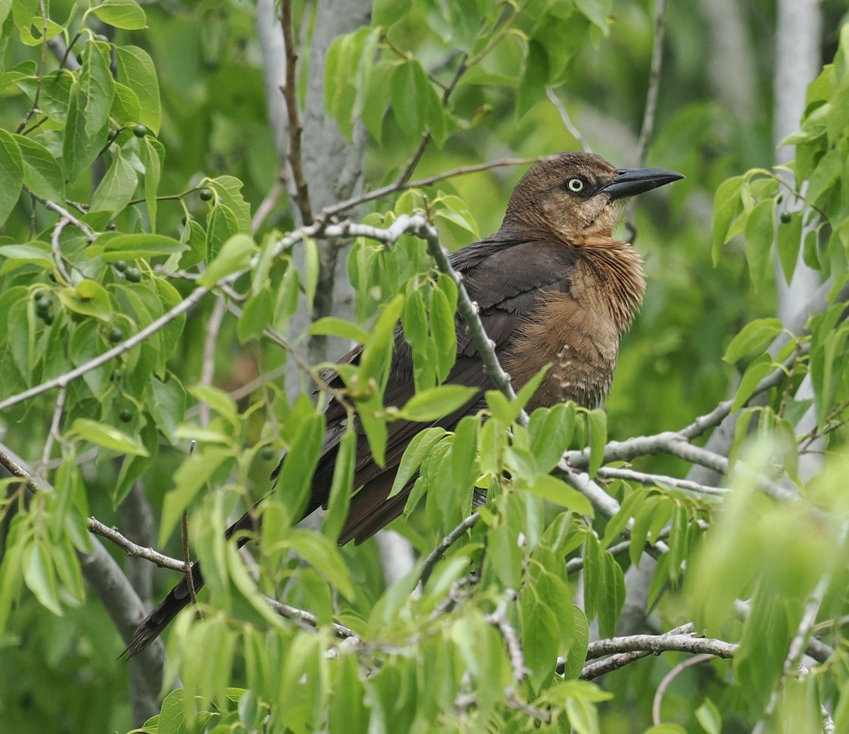 Great-tailed Grackle - ML618092464