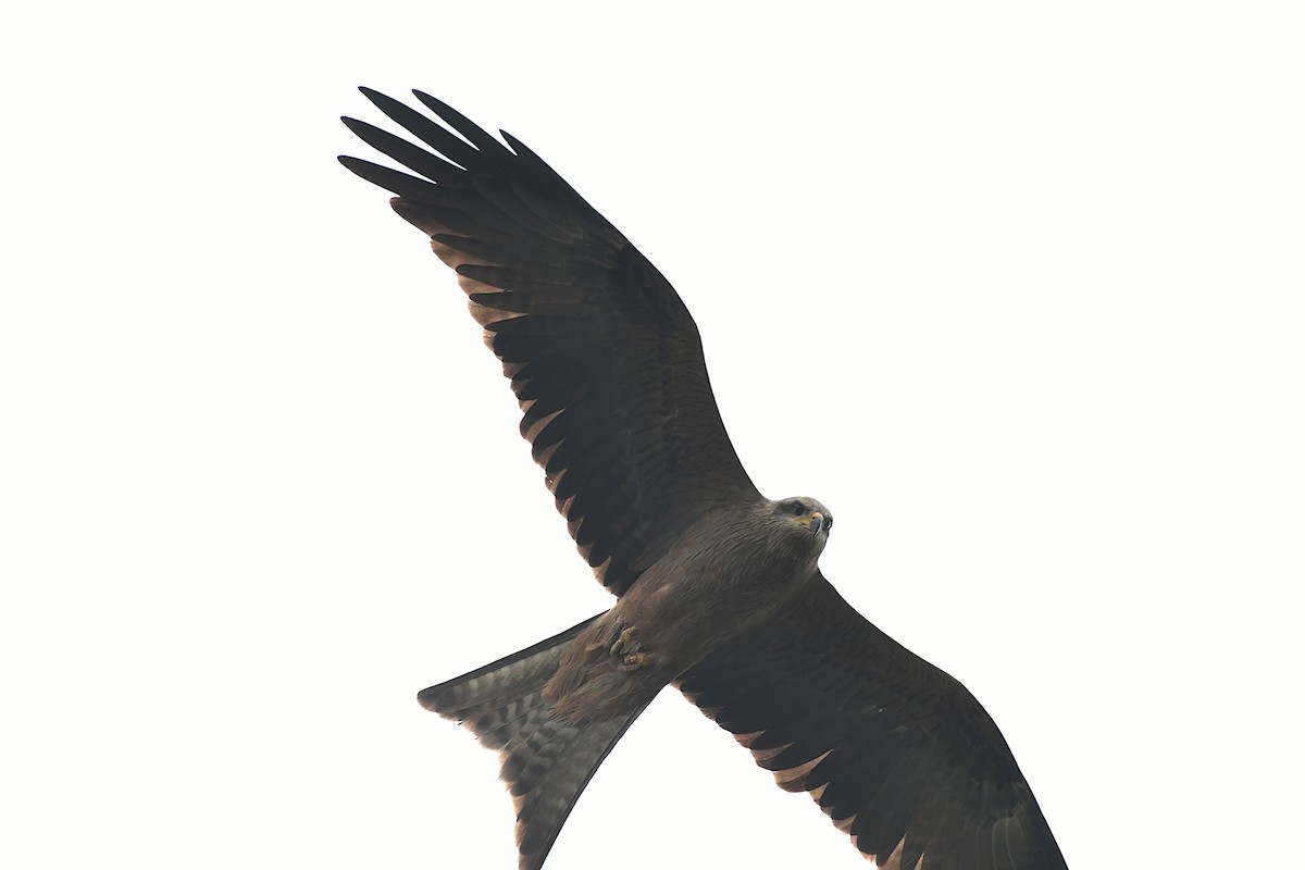 Black Kite - ML618092467