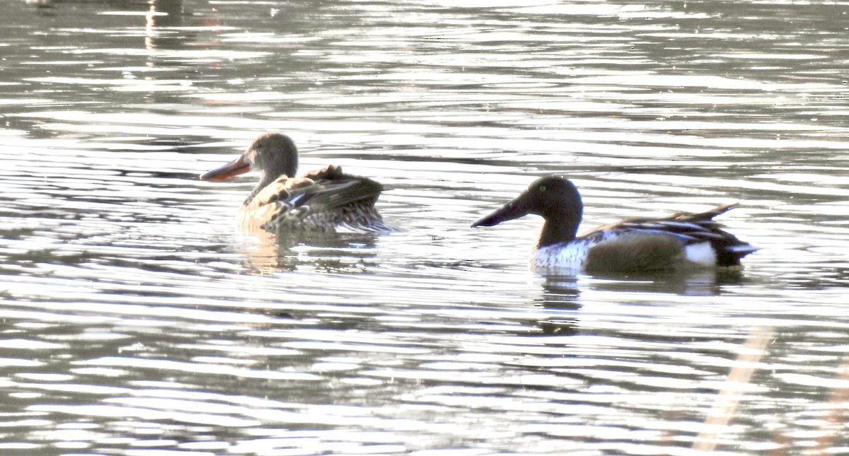 Northern Shoveler - Linda Standfield