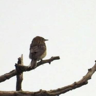 Tree Pipit - ML618092474