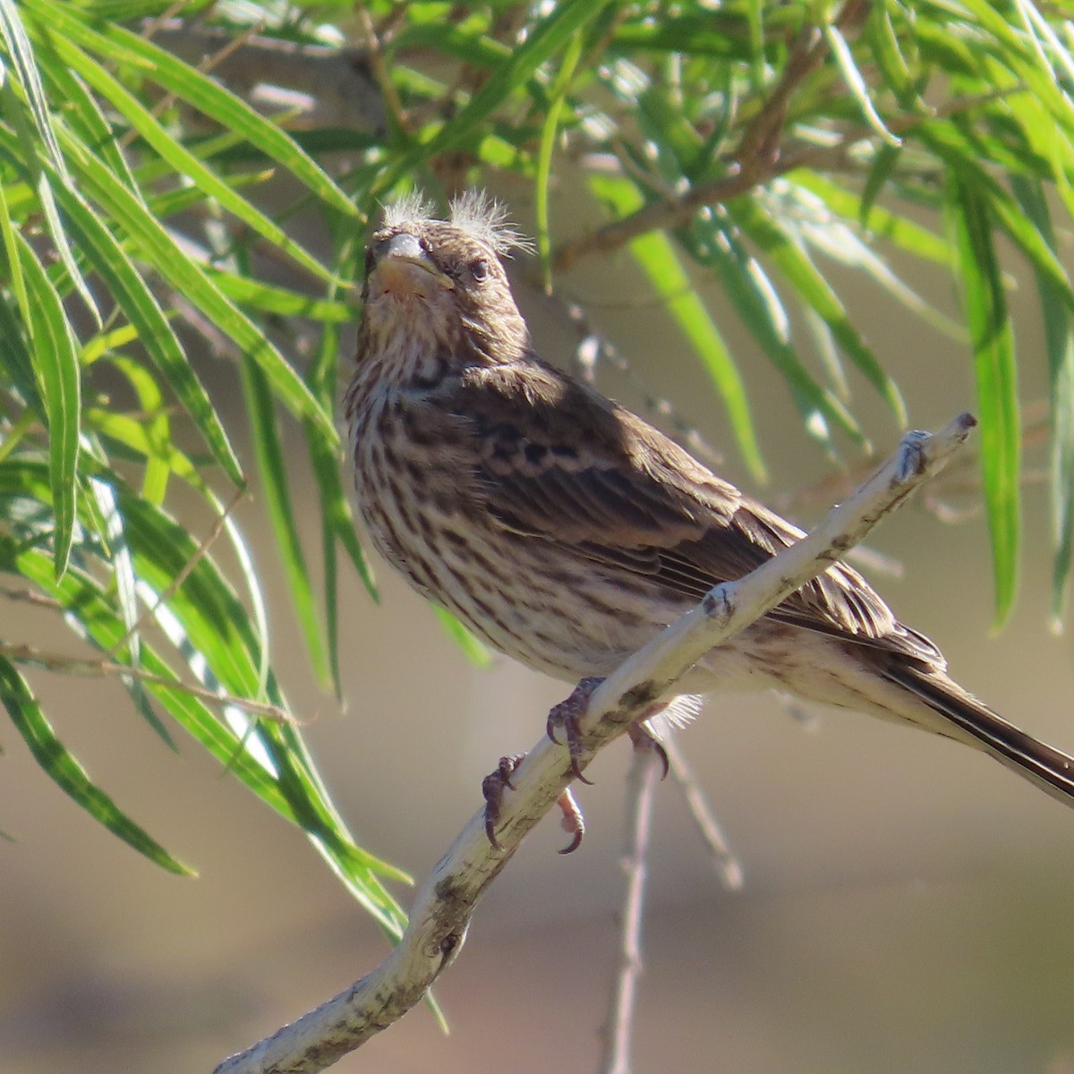 House Finch - Robert Theriault