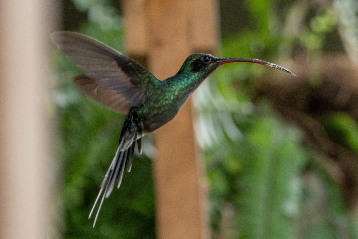 Green Hermit - Andrea Heine