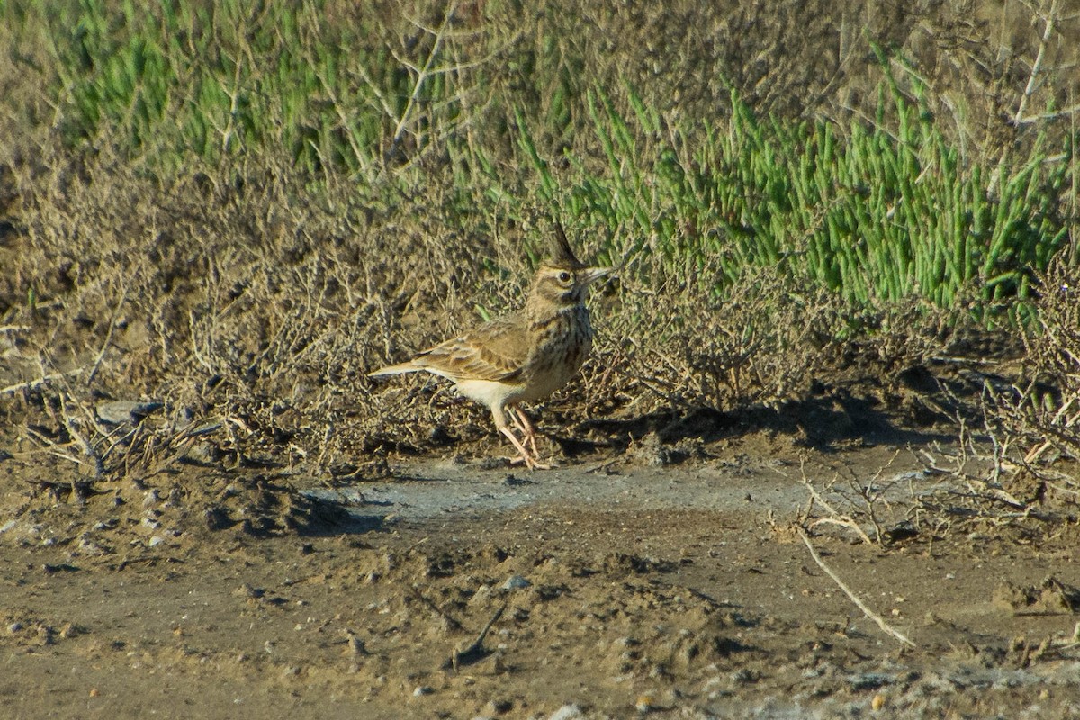 Согсоот болжмор - ML618092522