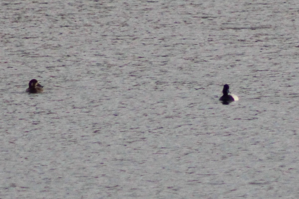 Lesser Scaup - ML618092527