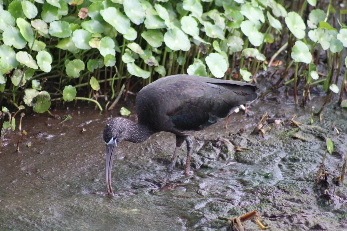 Glossy Ibis - Lill Maniscalco