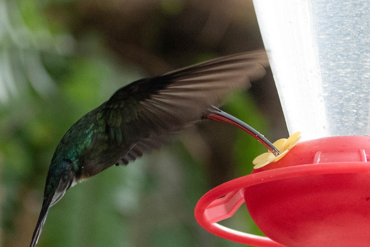 Green Hermit - Andrea Heine