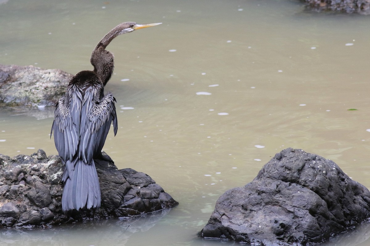 Oriental Darter - Yousif Attia