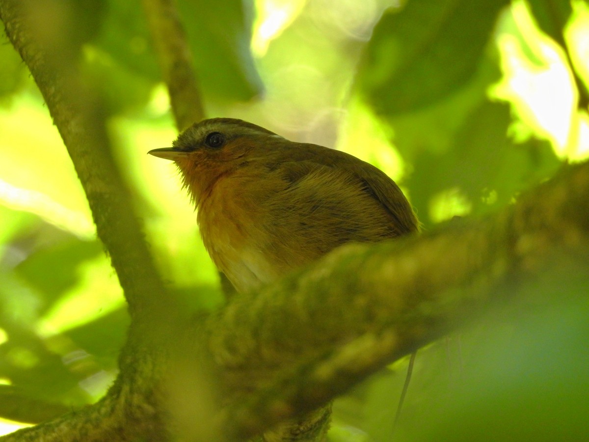 Rufous Gnateater - ML618092595