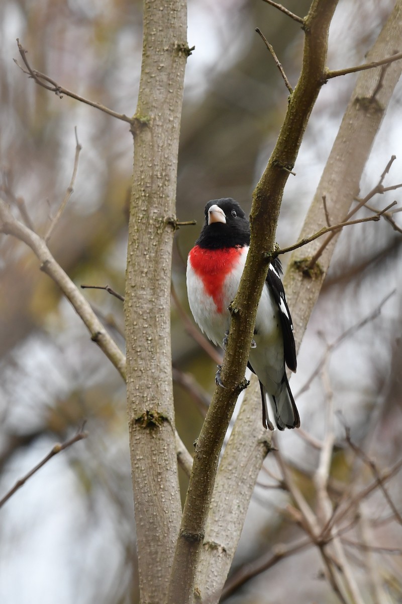 Rose-breasted Grosbeak - ML618092601