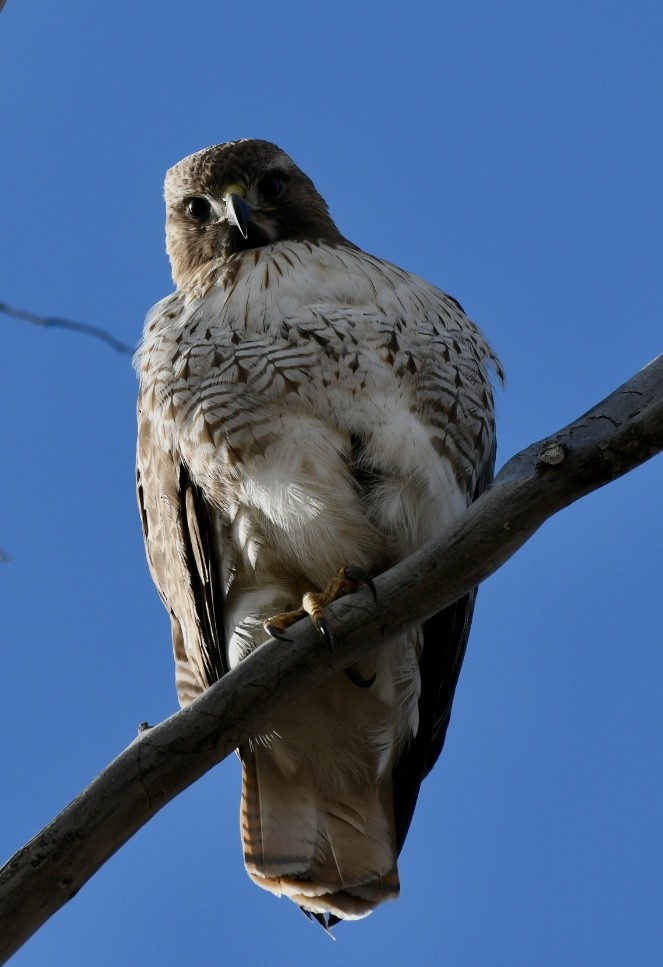 Red-tailed Hawk - Becky Rooney