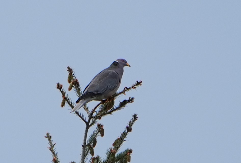 Band-tailed Pigeon - ML618092677