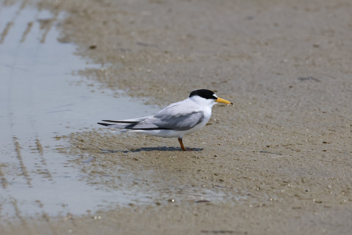 Least Tern - John Leonard