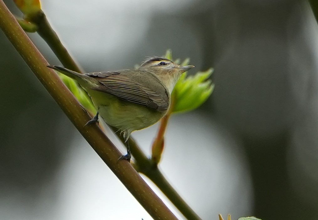 Warbling Vireo - Jack Maynard