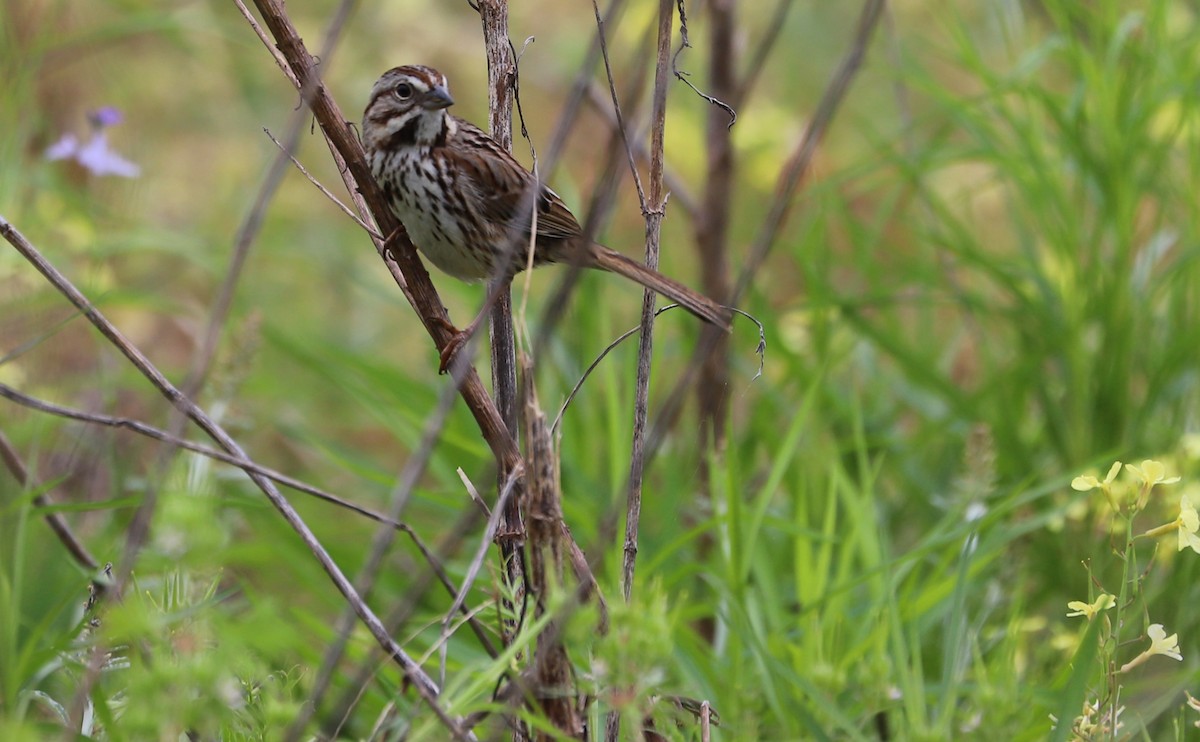 Song Sparrow (melodia/atlantica) - Rob Bielawski