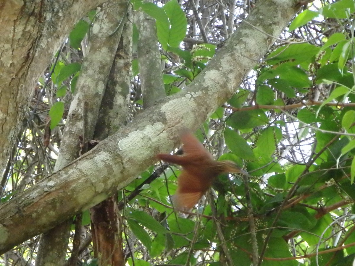 Cocoa Woodcreeper - Edouard Paiva