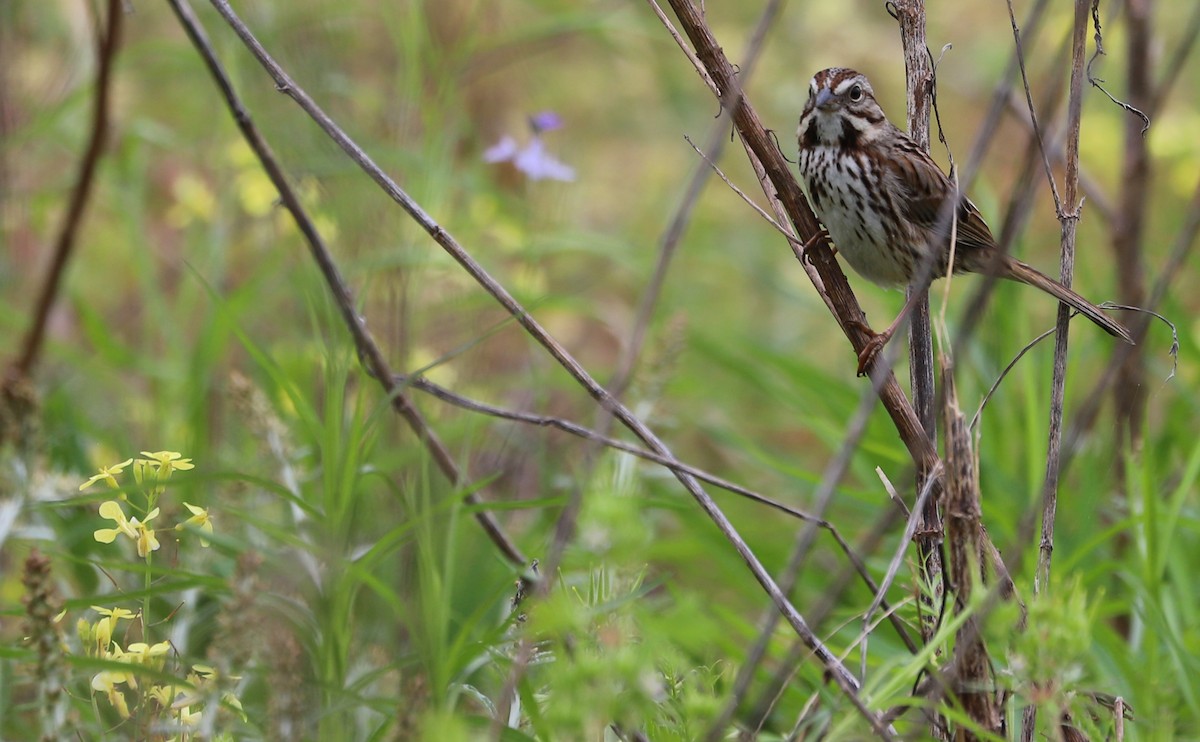 Song Sparrow (melodia/atlantica) - Rob Bielawski