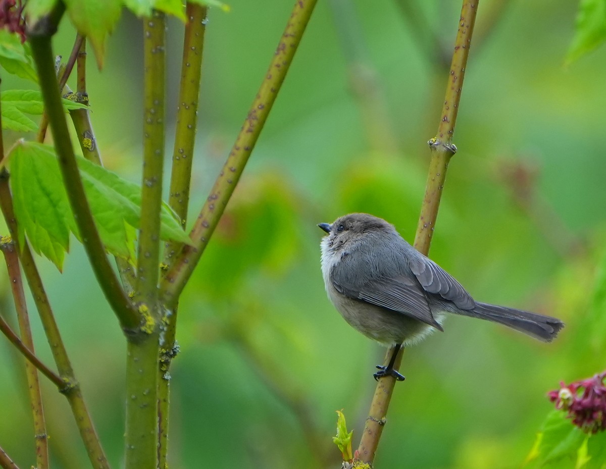 Bushtit - ML618092717