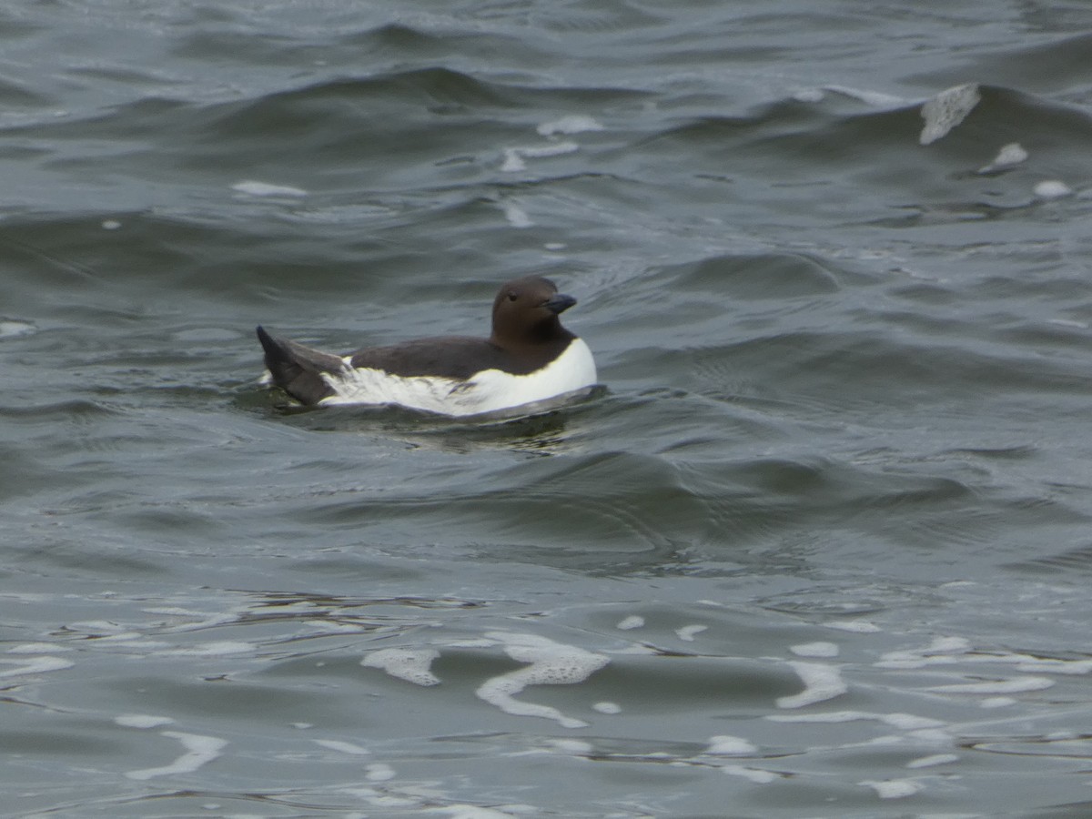 Common Murre - ML618092718