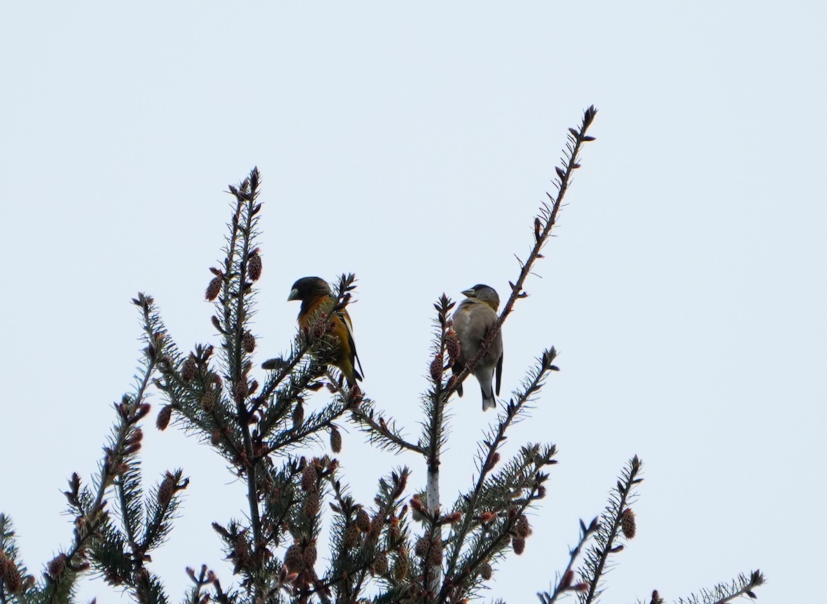 Evening Grosbeak - ML618092725