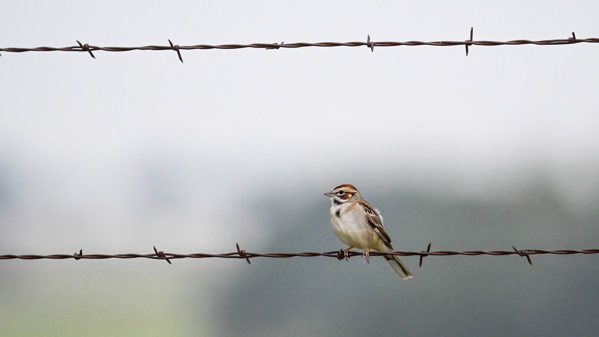 Lark Sparrow - Alfred Bowles