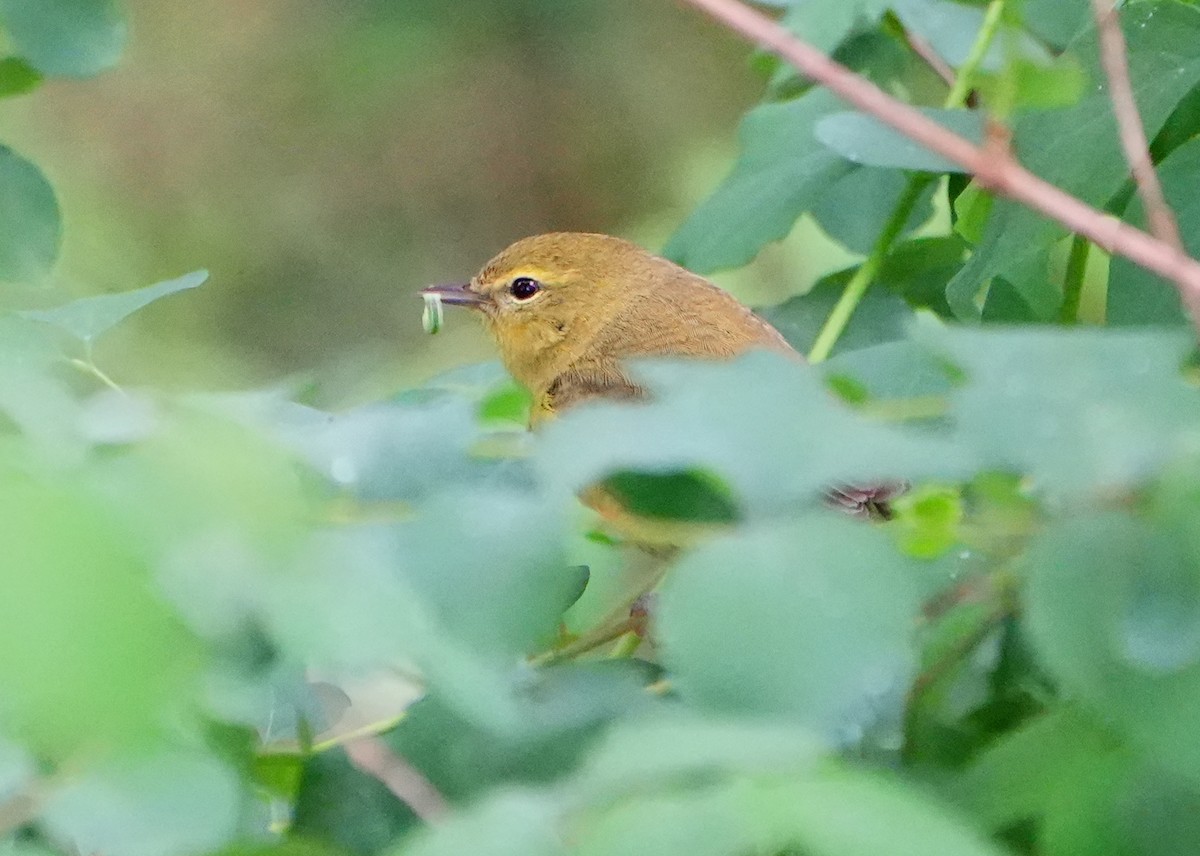 Orange-crowned Warbler - ML618092741