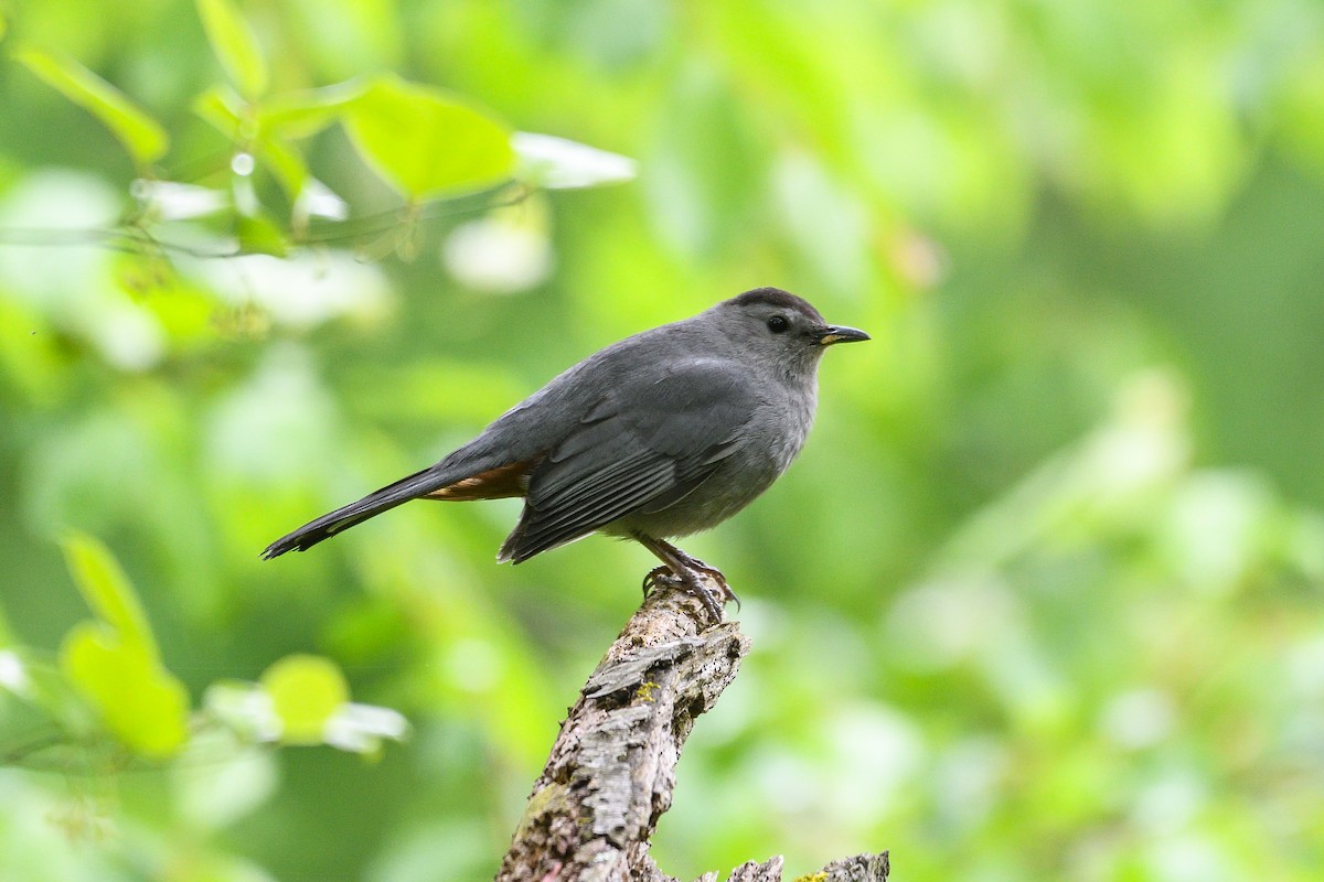 Gray Catbird - Beth and Dan Fedorko