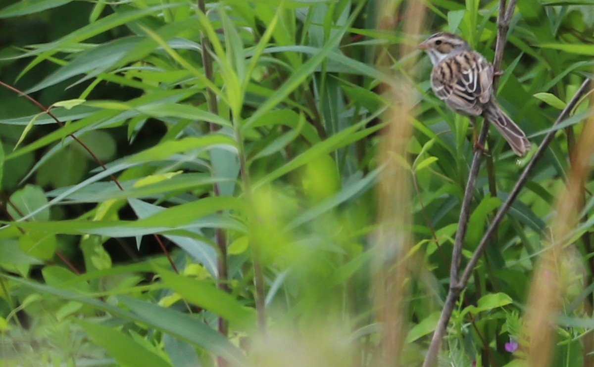 Clay-colored Sparrow - Rob Bielawski