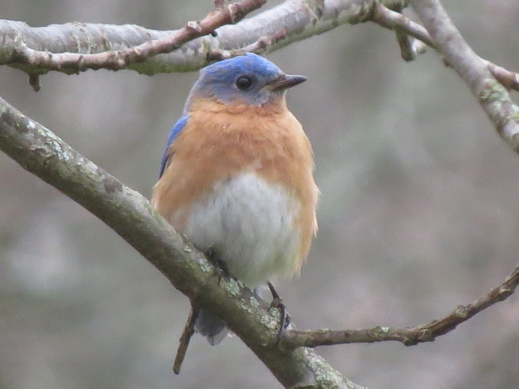 Eastern Bluebird - Diana Werezak