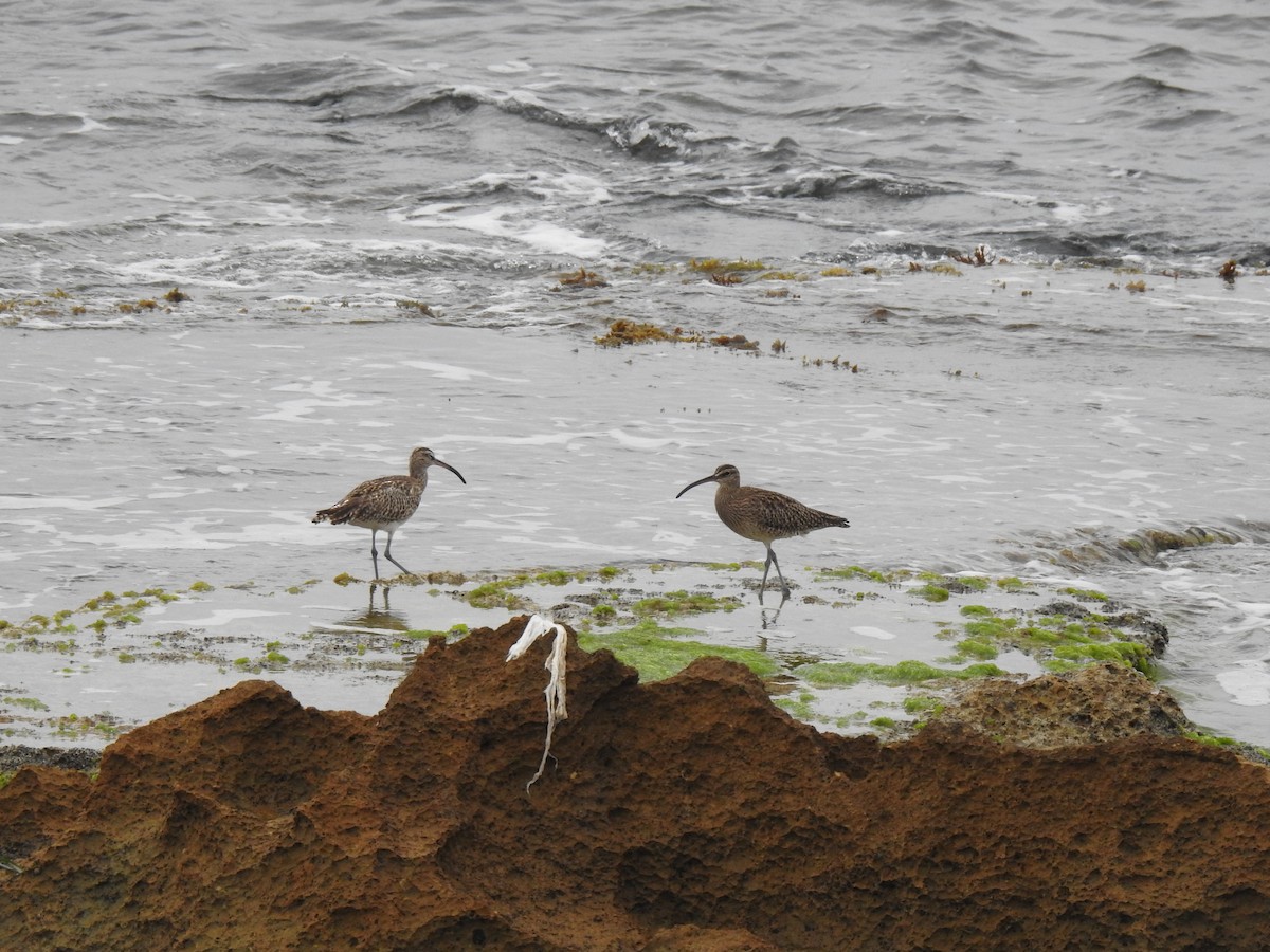 Whimbrel - Miguel Angel Andrés