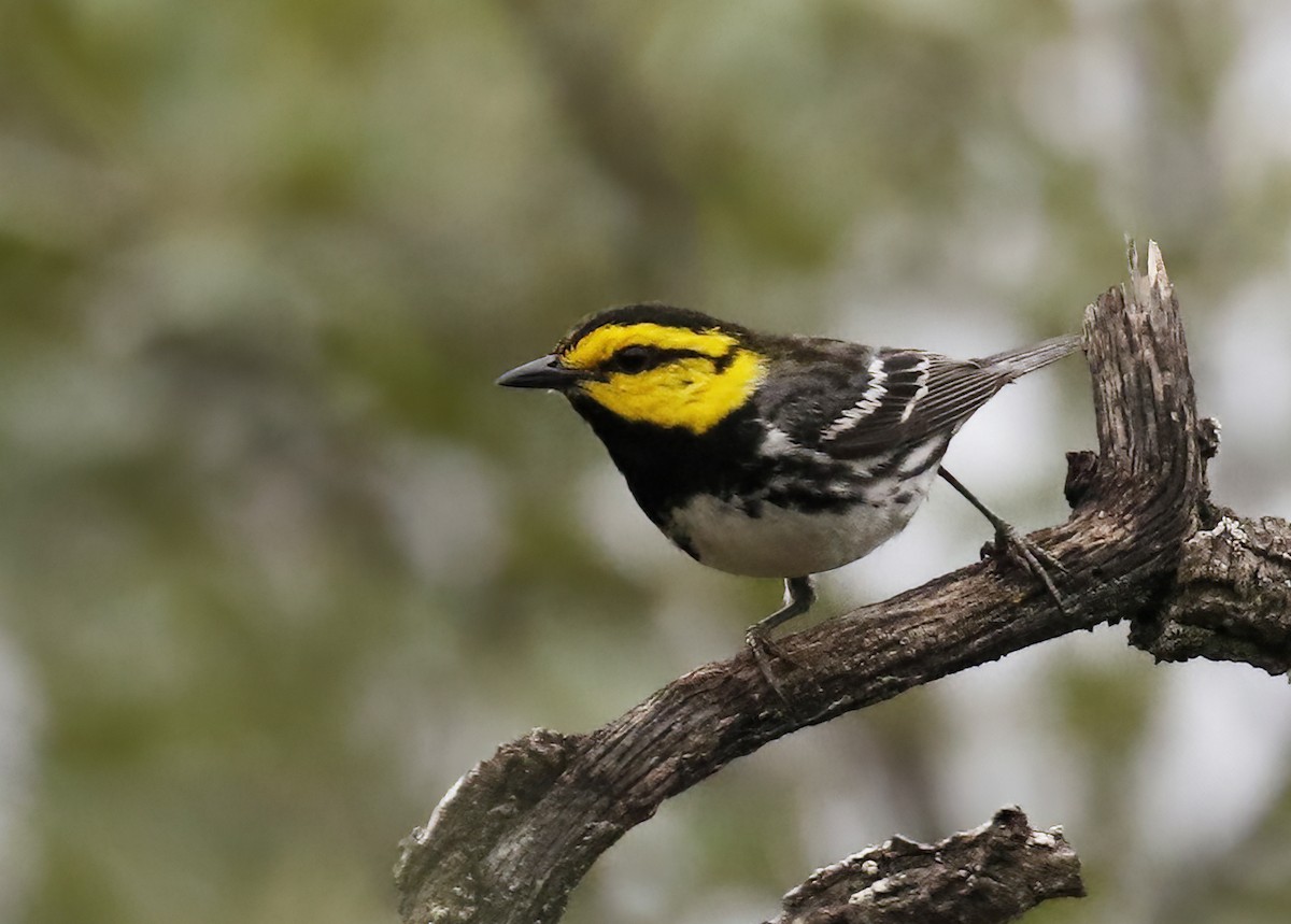 Golden-cheeked Warbler - Laura Keene