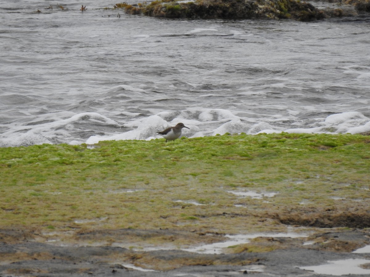 Common Sandpiper - Miguel Angel Andrés