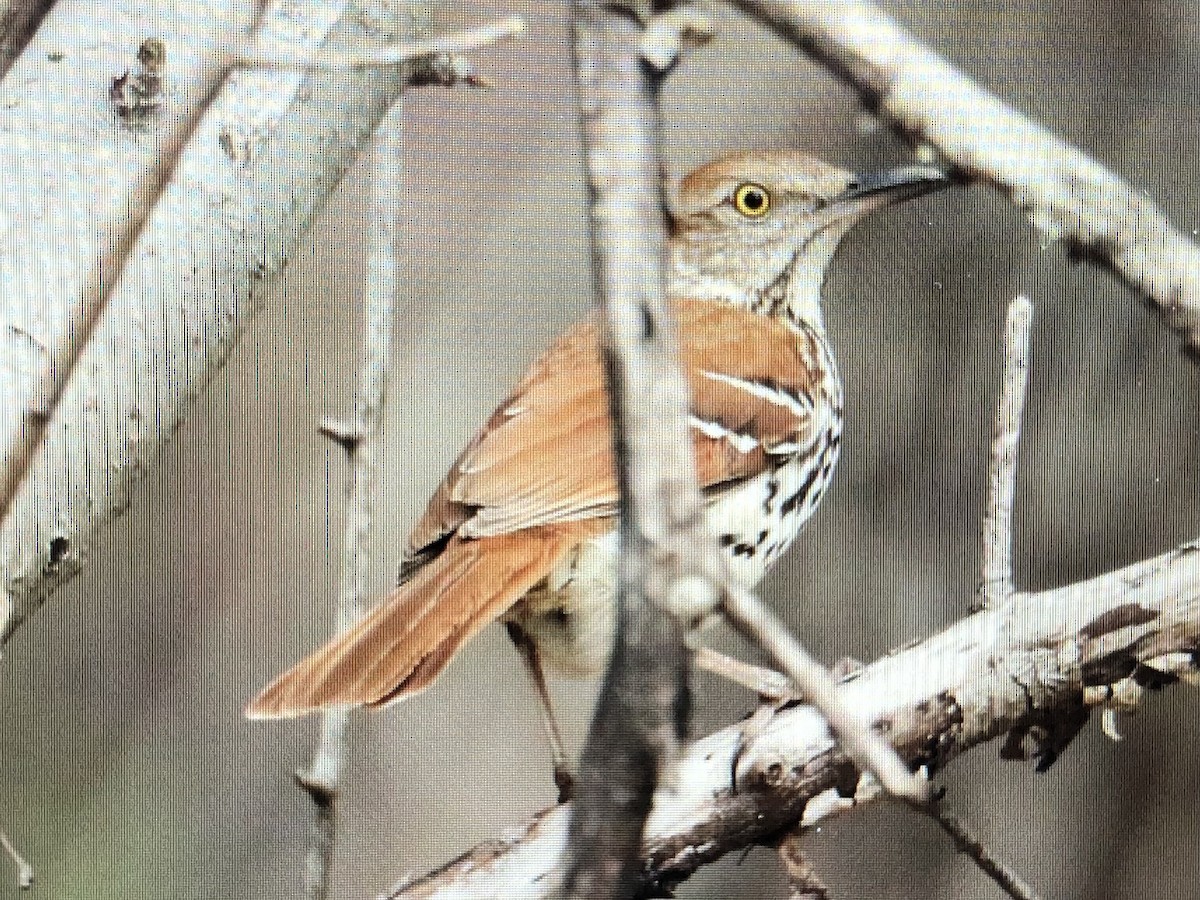 Brown Thrasher - Jules S