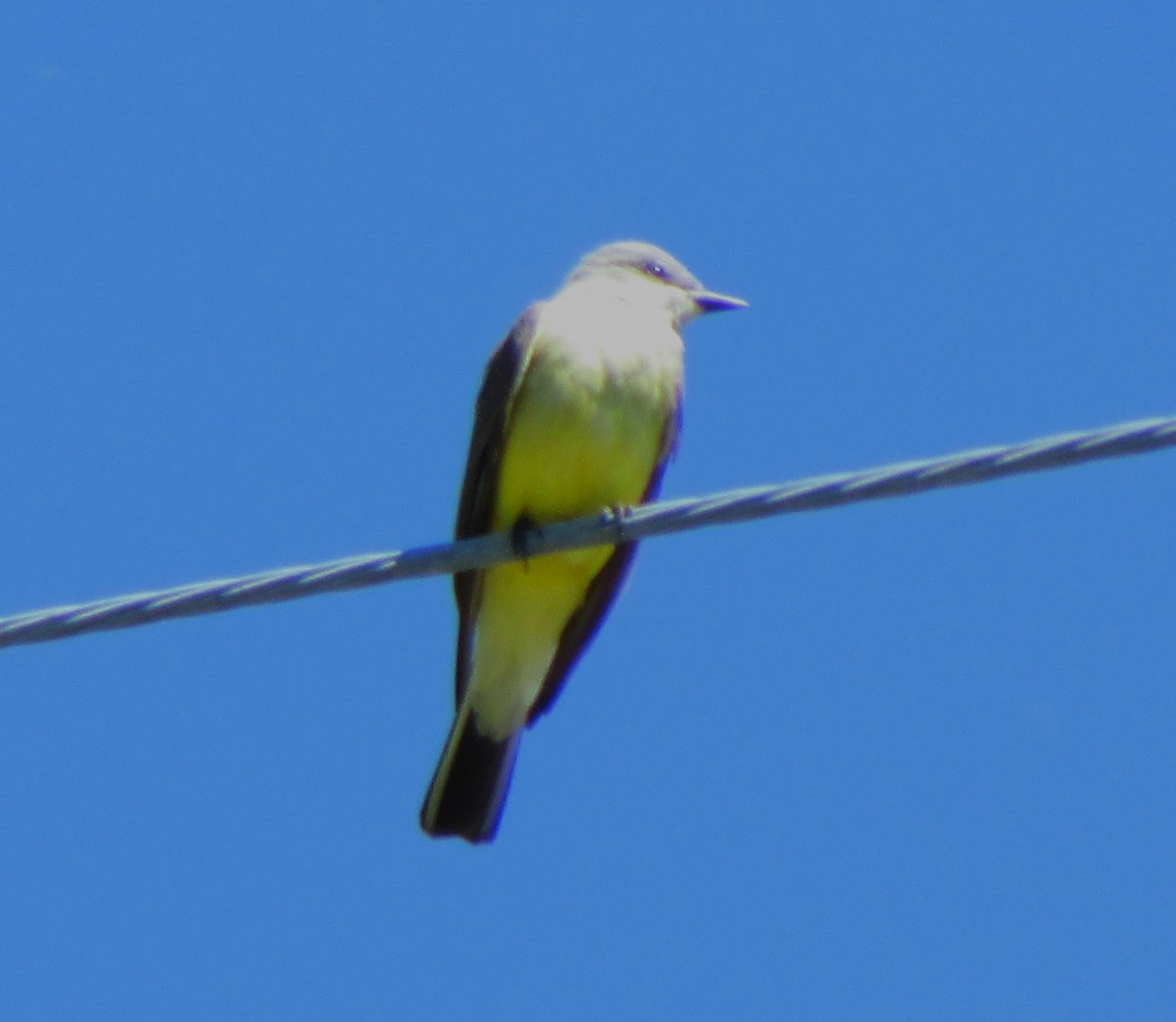 Western Kingbird - ML618092838