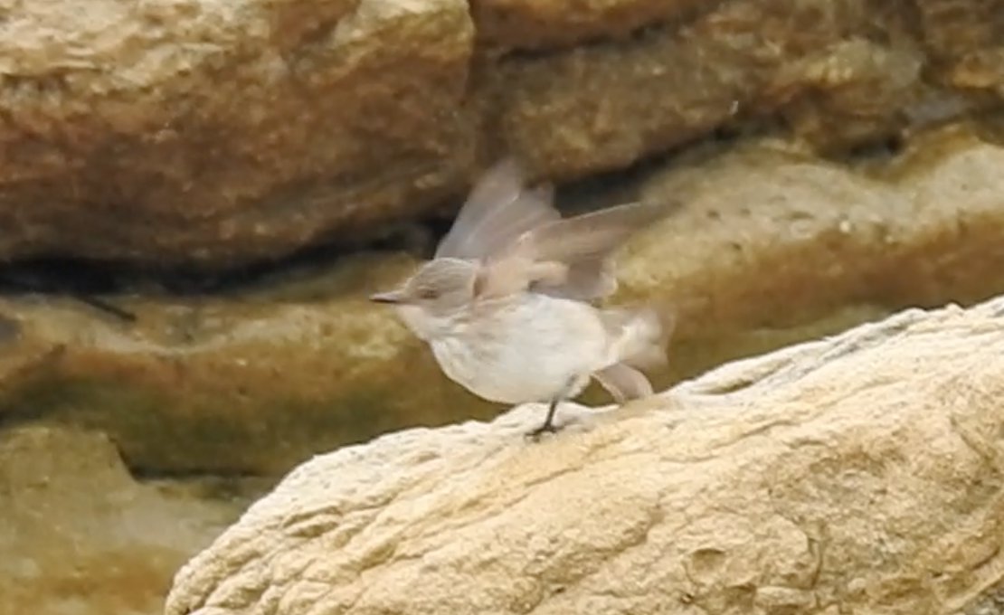 Spotted Flycatcher - ML618092853