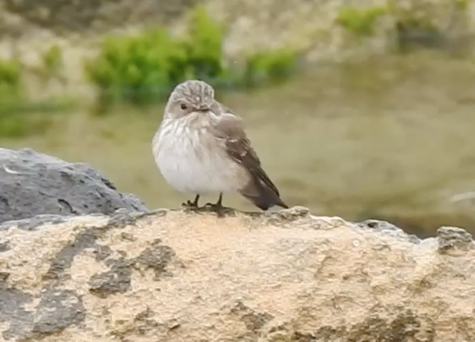 Spotted Flycatcher - ML618092854