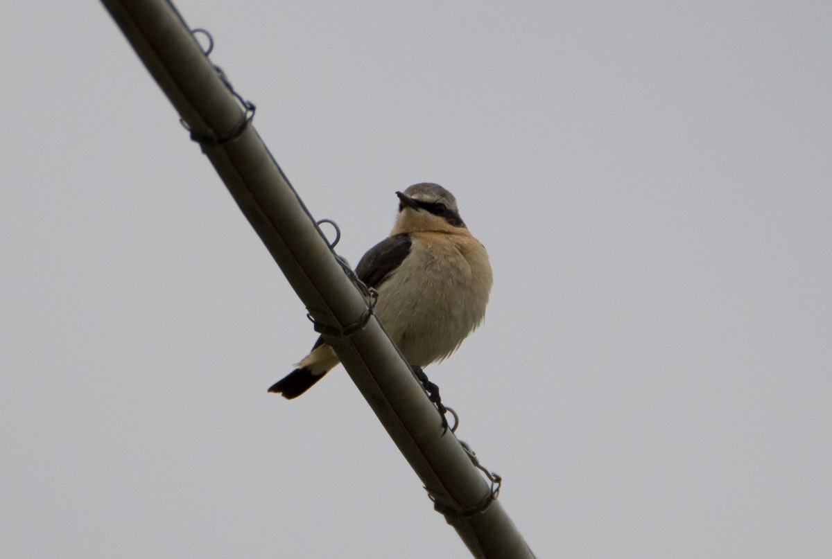 Northern Wheatear - ML618092855