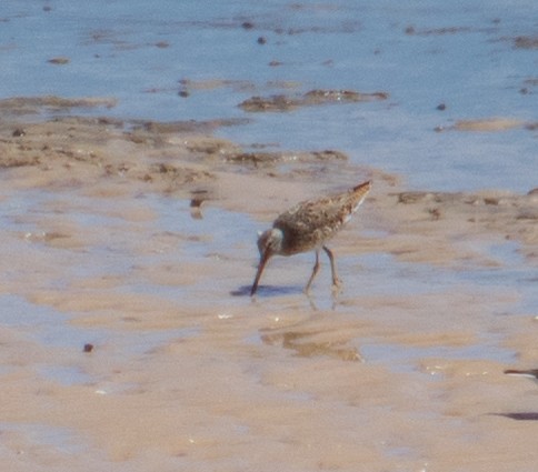 Short-billed Dowitcher - ML618092889