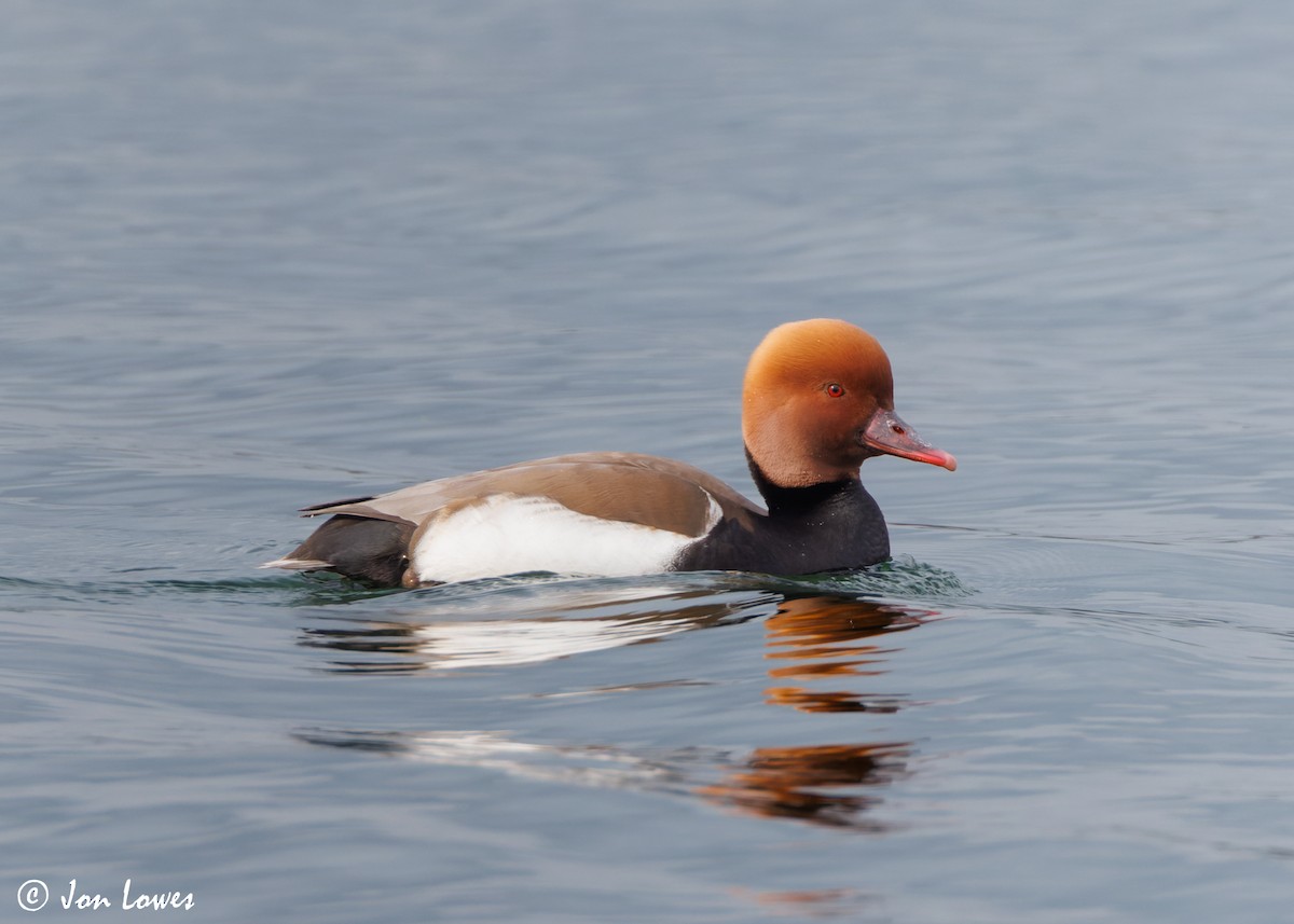 Red-crested Pochard - ML618092890