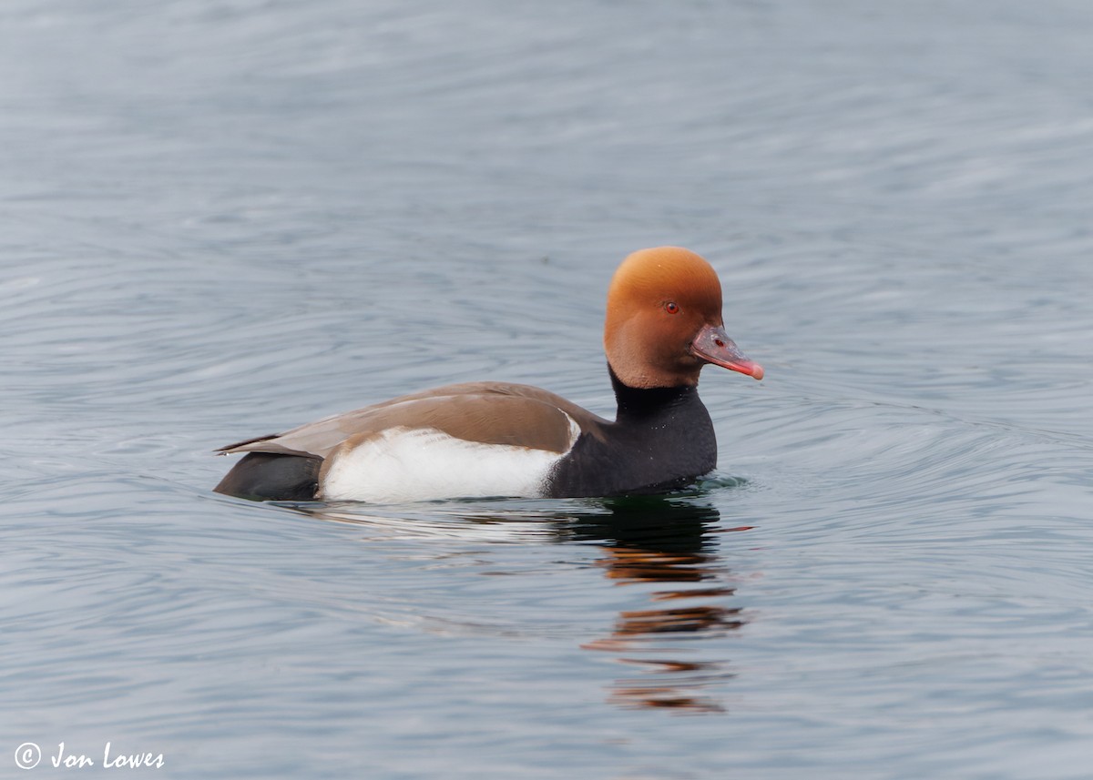 Red-crested Pochard - ML618092894