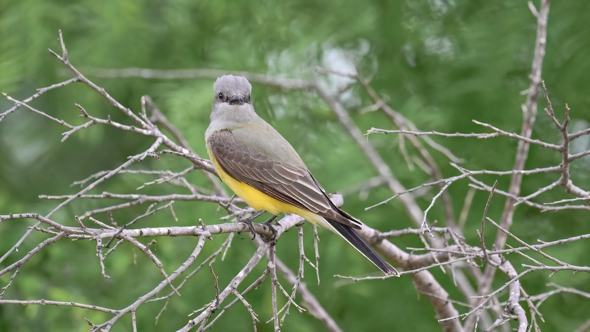 Western Kingbird - Alfred Bowles