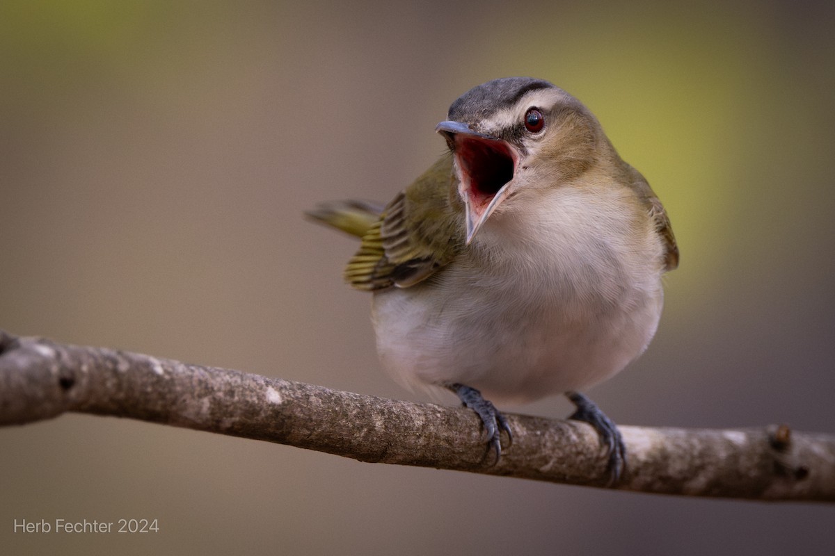 Red-eyed Vireo - ML618092937