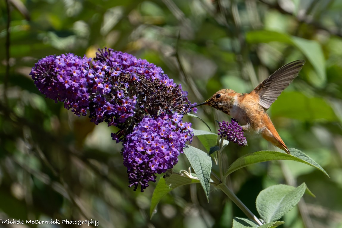 Allen's Hummingbird - Michele McCormick