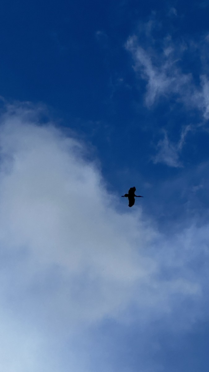 Black Stork - Bastiaan Notebaert