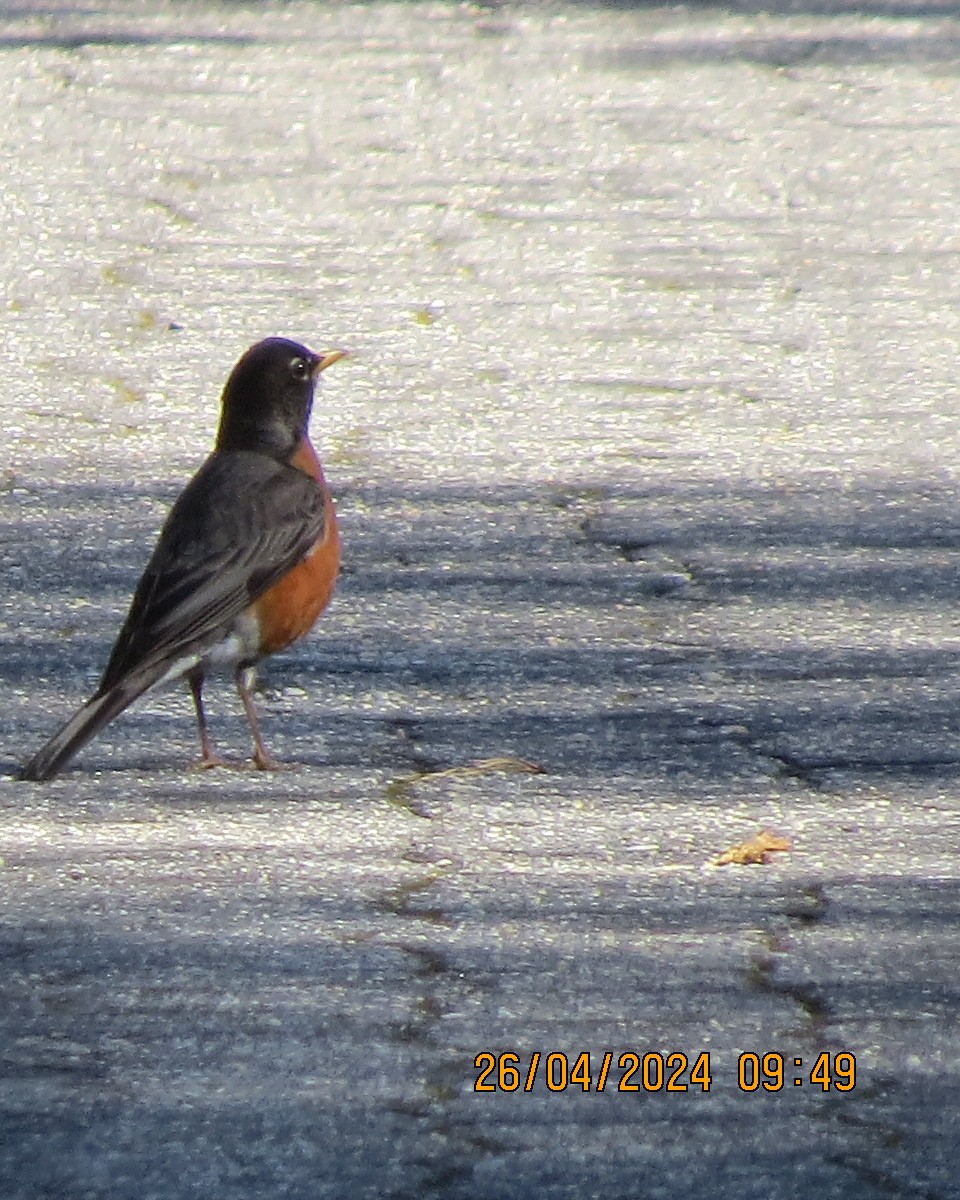 American Robin - Gary Bletsch