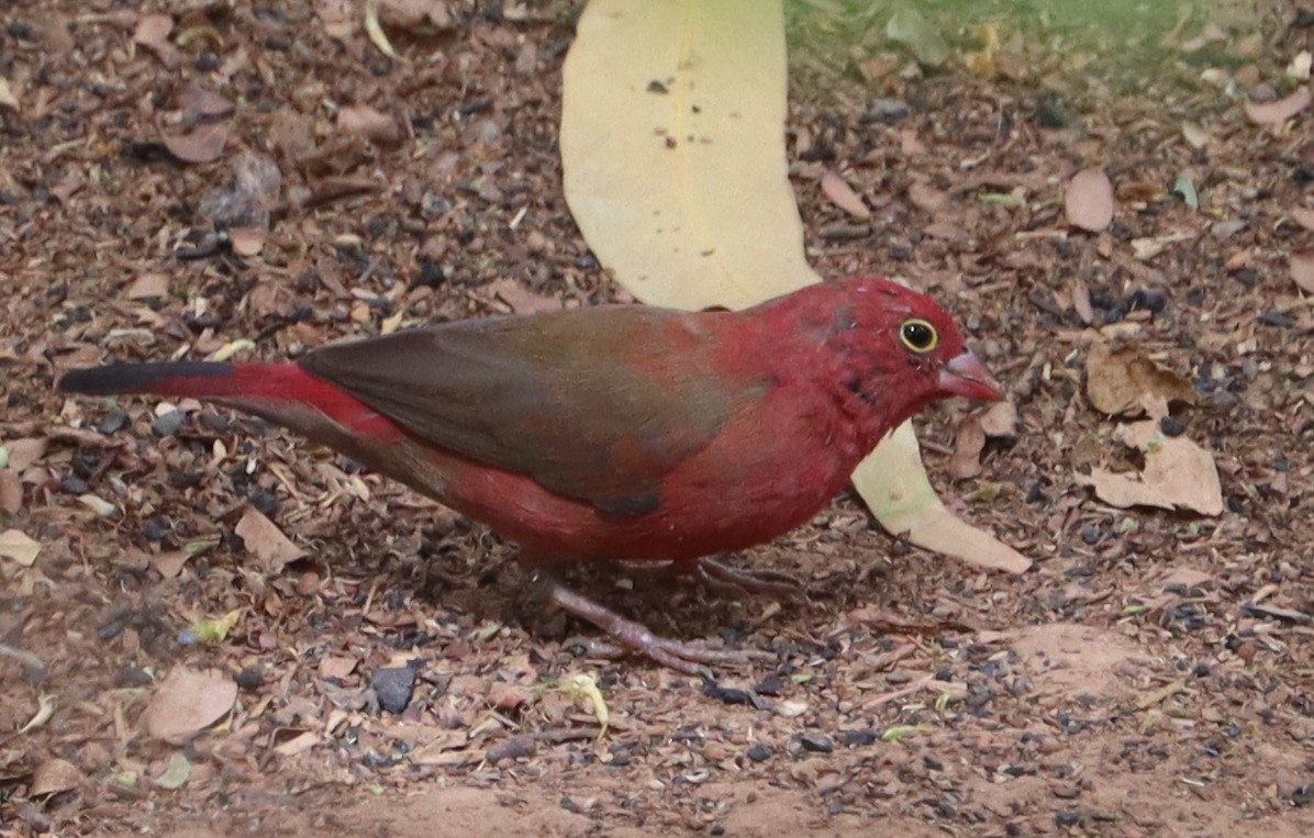 Red-billed Firefinch - Marc Languy