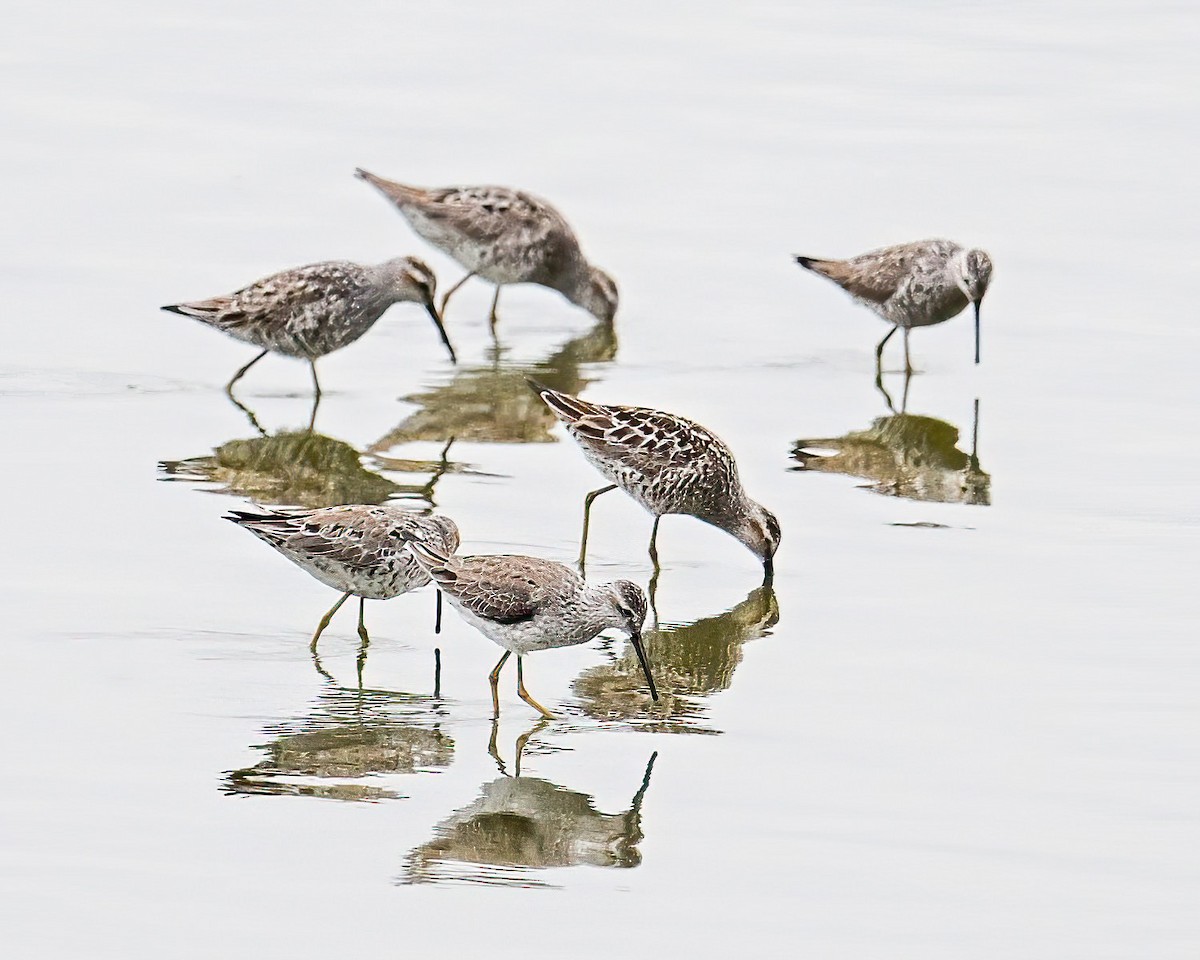 Stilt Sandpiper - ML618093036