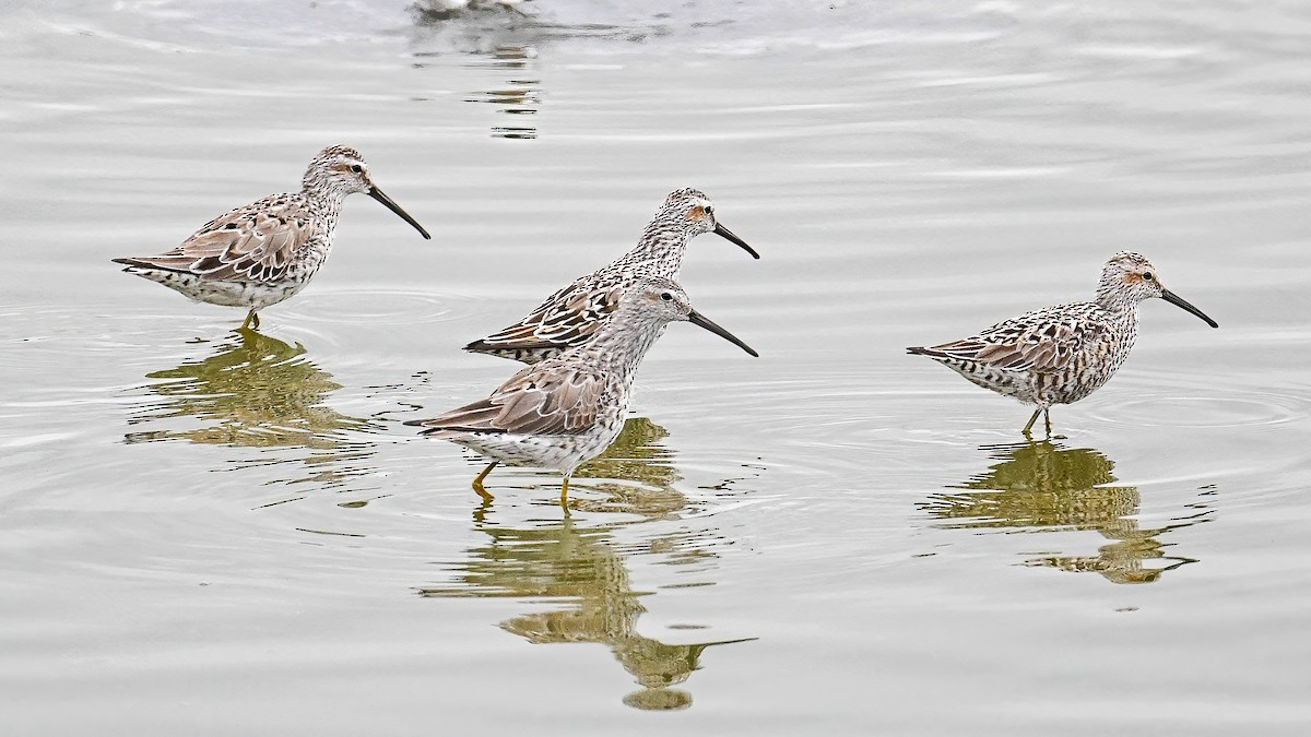 Stilt Sandpiper - ML618093038